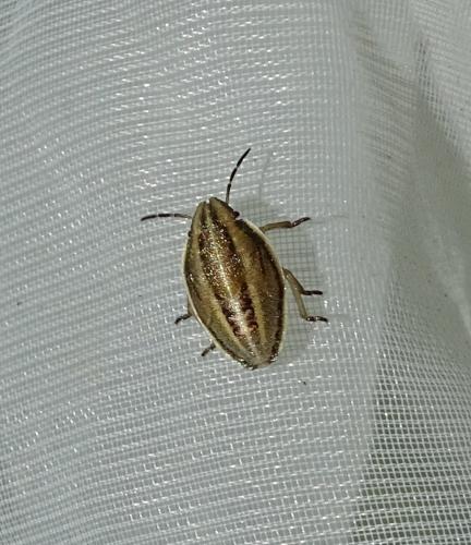 Aelia sp.